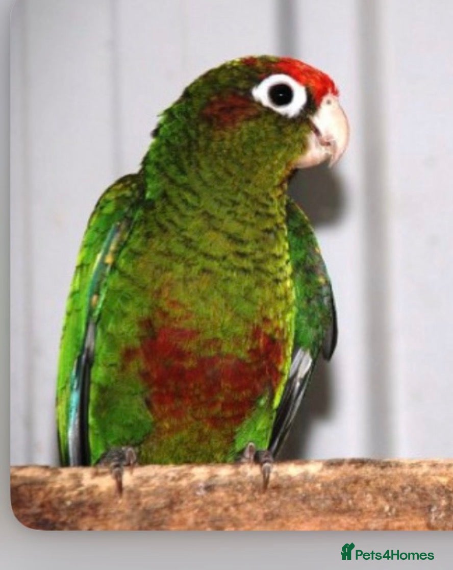 Conures birds Rose-Crowned Conures & Pearly Conure - Advert 2