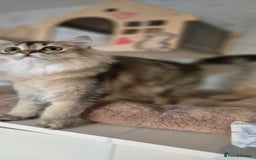 Scottish Fold cats for sale: 1 boy and 1 girl left Amazing Scottish Straights  in Ивсхам - Image 16