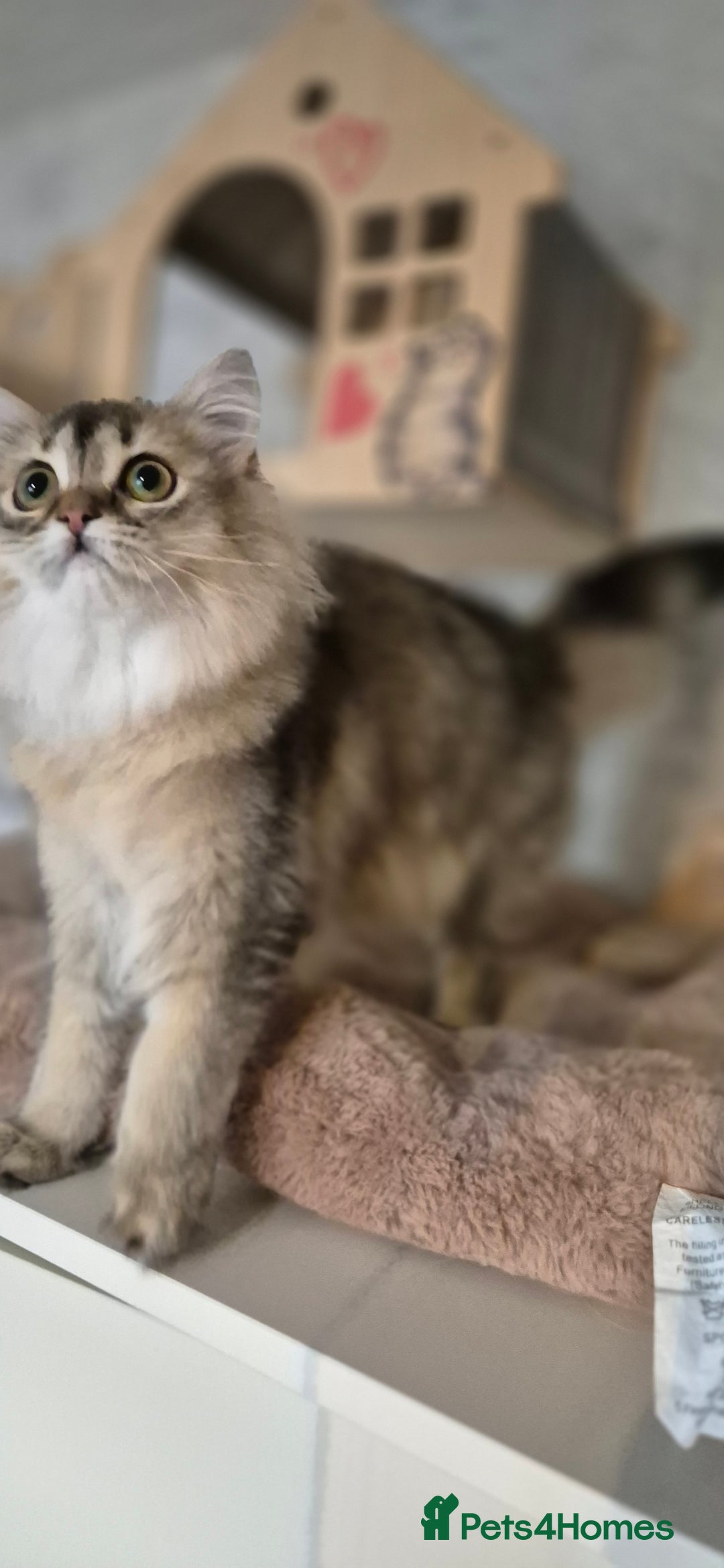 Scottish Fold cats for sale: 1 boy and 1 girl left Amazing Scottish Straights  in Ивсхам - Image 16