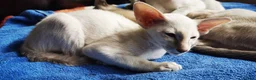 Siamese cats for sale: Siamese Kittens for sale - Advert 3