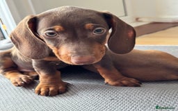 Dachshund dogs for sale: Beautiful puppies of standard dachshund  - Image 30