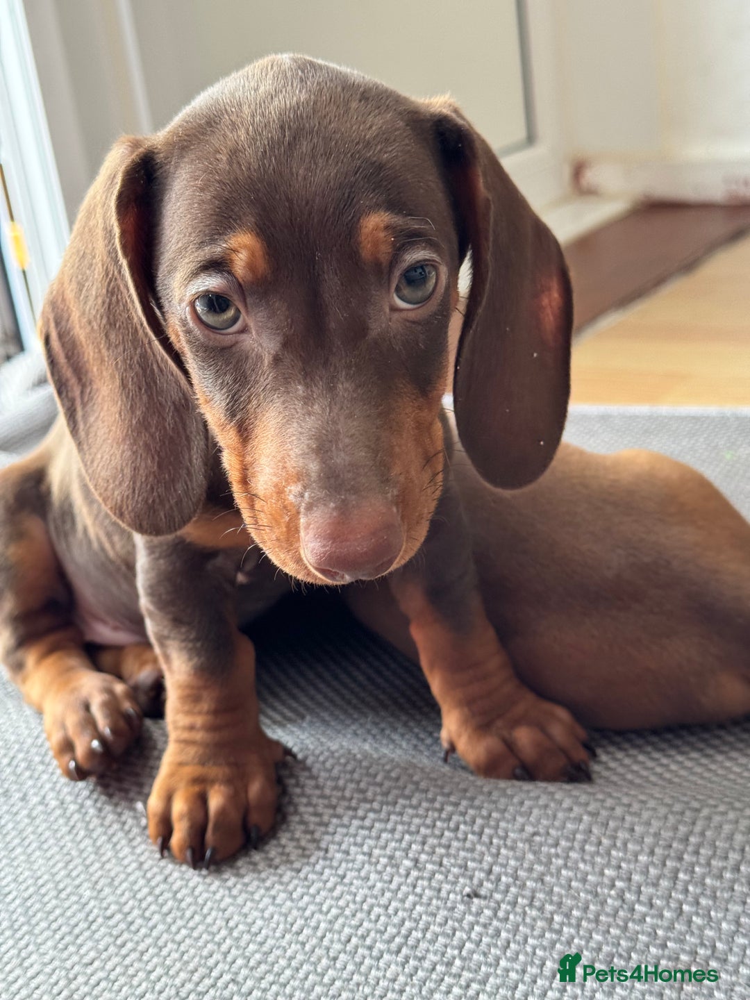 Dachshund dogs for sale: Beautiful puppies of standard dachshund  - Image 30