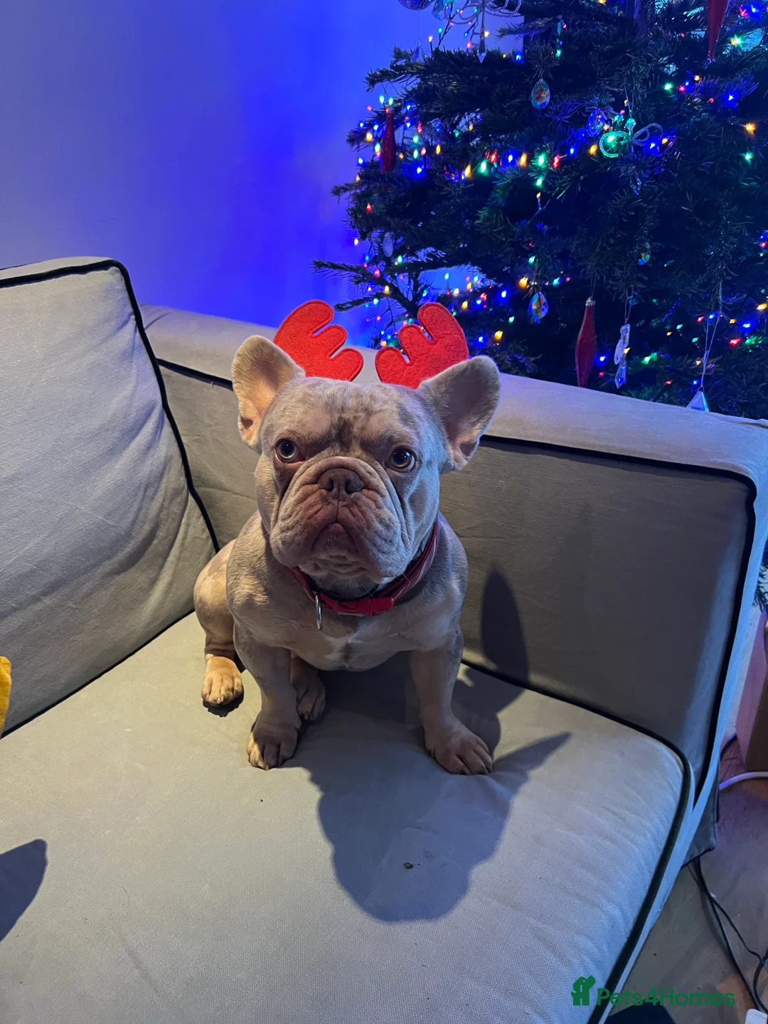 French Bulldog dogs for stud: THOR Newshade Isabella Fluffy carrier in Stevenage - Advert 2