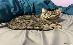 Mixed Breed cats for sale: Beautiful female cat  - Image 1