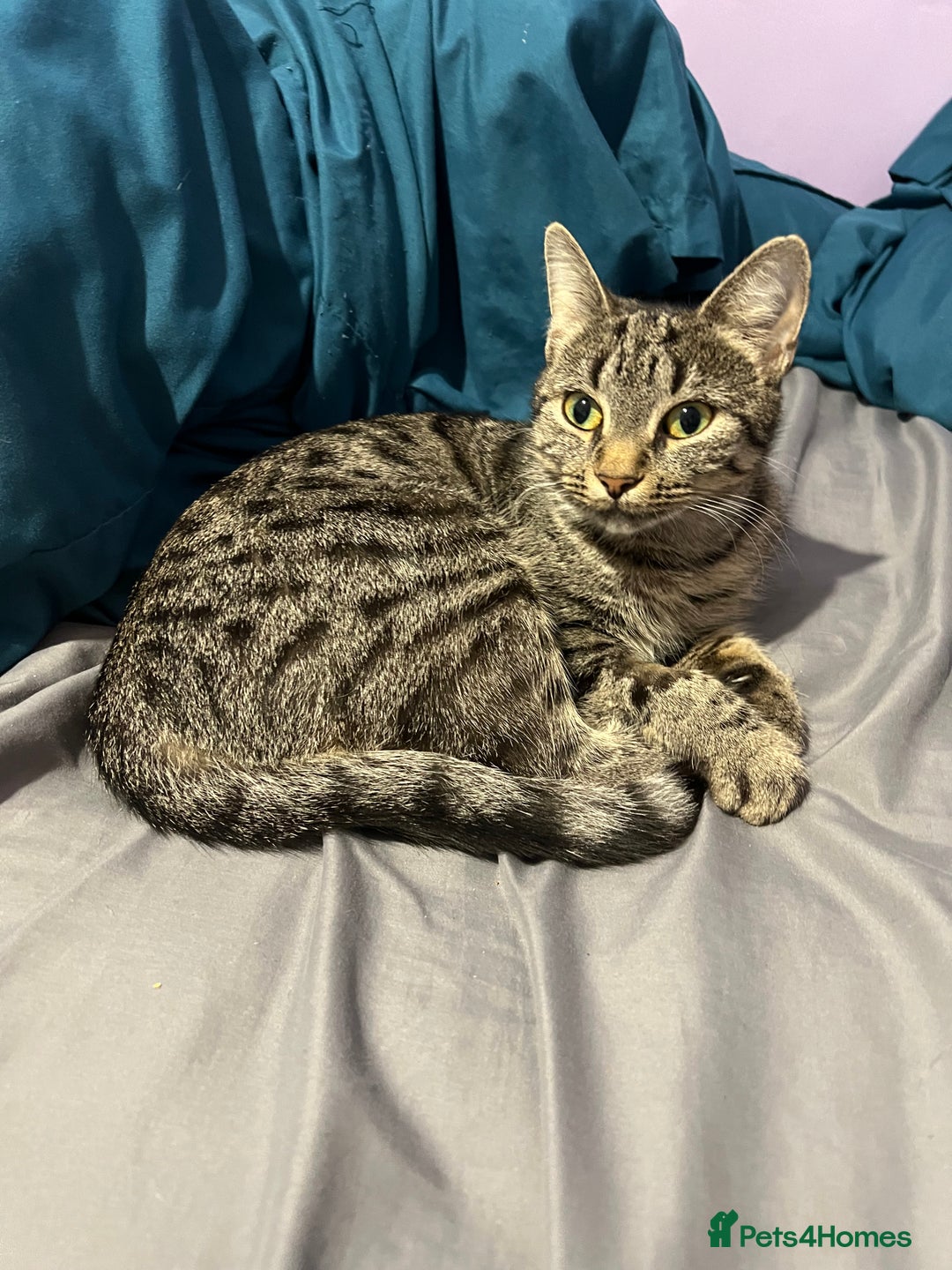 Mixed Breed cats for sale: Beautiful female cat  - Image 1