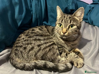 Mixed Breed cats Beautiful female cat - Advert 9