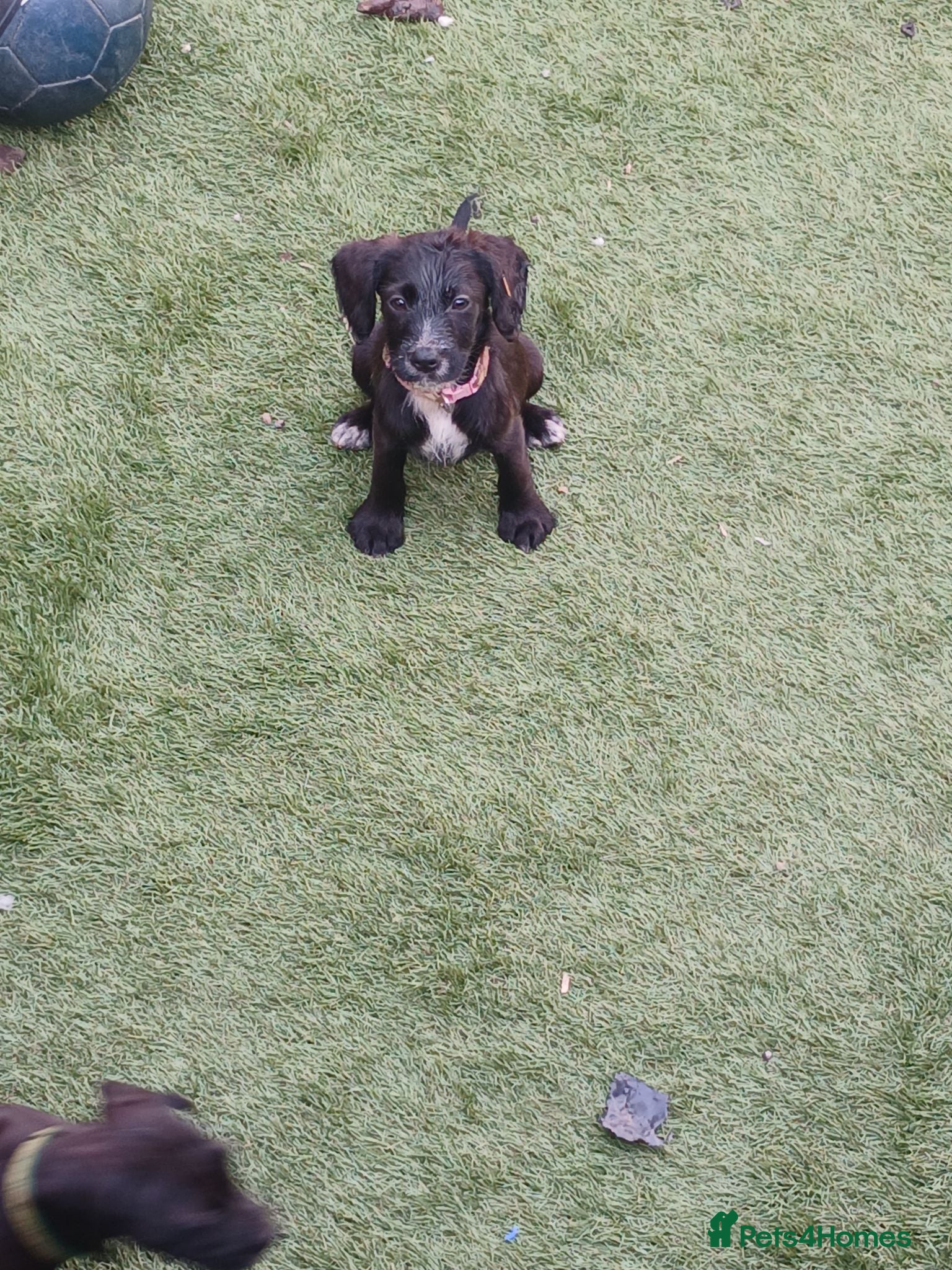 Cocker Spaniel dogs Small spaniel pups  - Advert 1