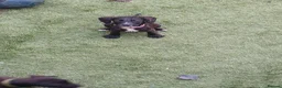 Cocker Spaniel dogs for sale: Small spaniel pups  in Horsham - Advert 1