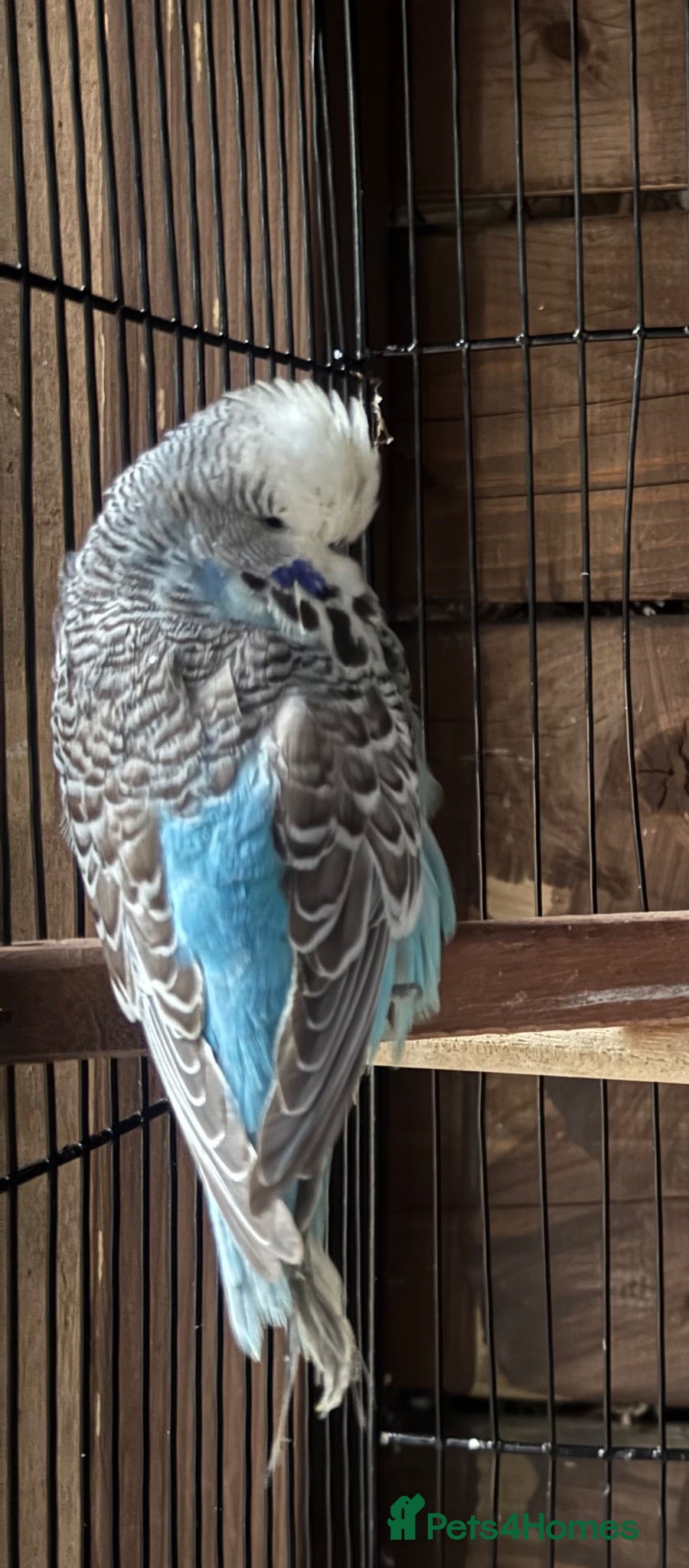 Budgerigars birds Adorable budgies for sale  - Advert 2