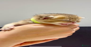 British Shorthair cats Chunky British shorthair  - Advert 11