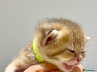 British Shorthair cats Chunky British shorthair - Advert 4