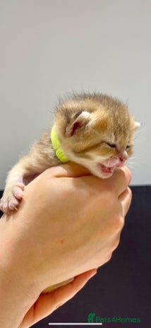 British Shorthair cats Chunky British shorthair - Advert 1