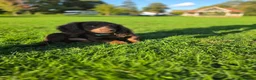 Miniature Dachshund dogs for sale: Fully vaccinated, Long Haired Miniature Dachshund  - Advert 18