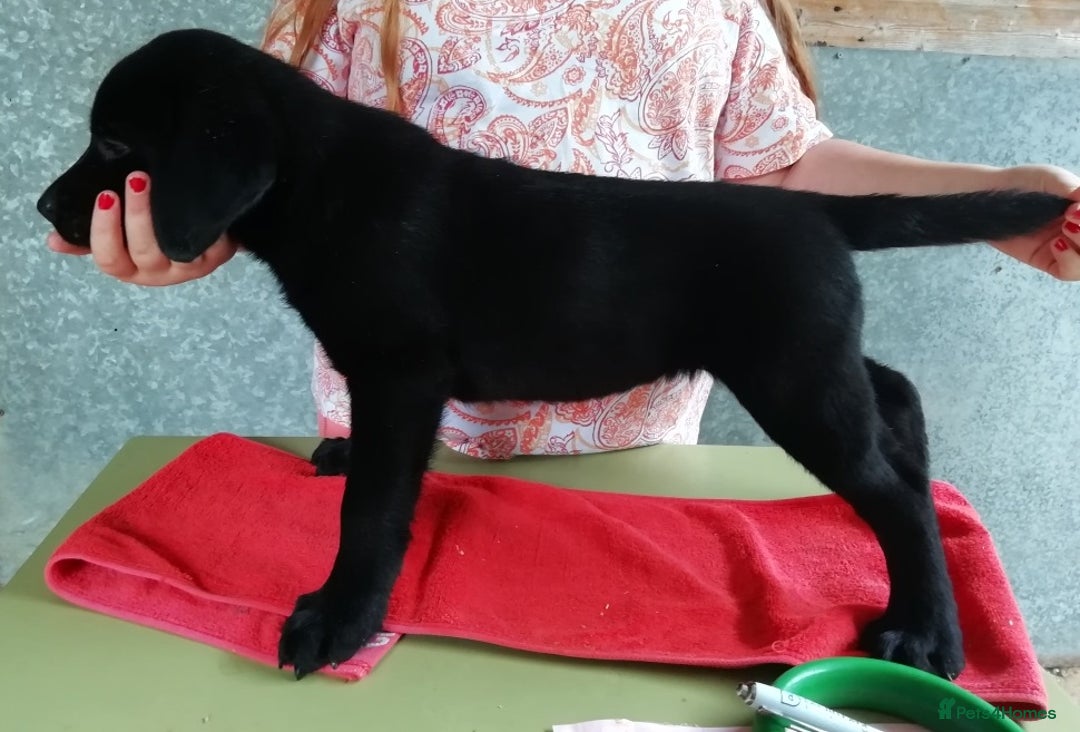 Labrador Retriever dogs for sale: KC Labrador girls, calm, loving and sensible - Image 5