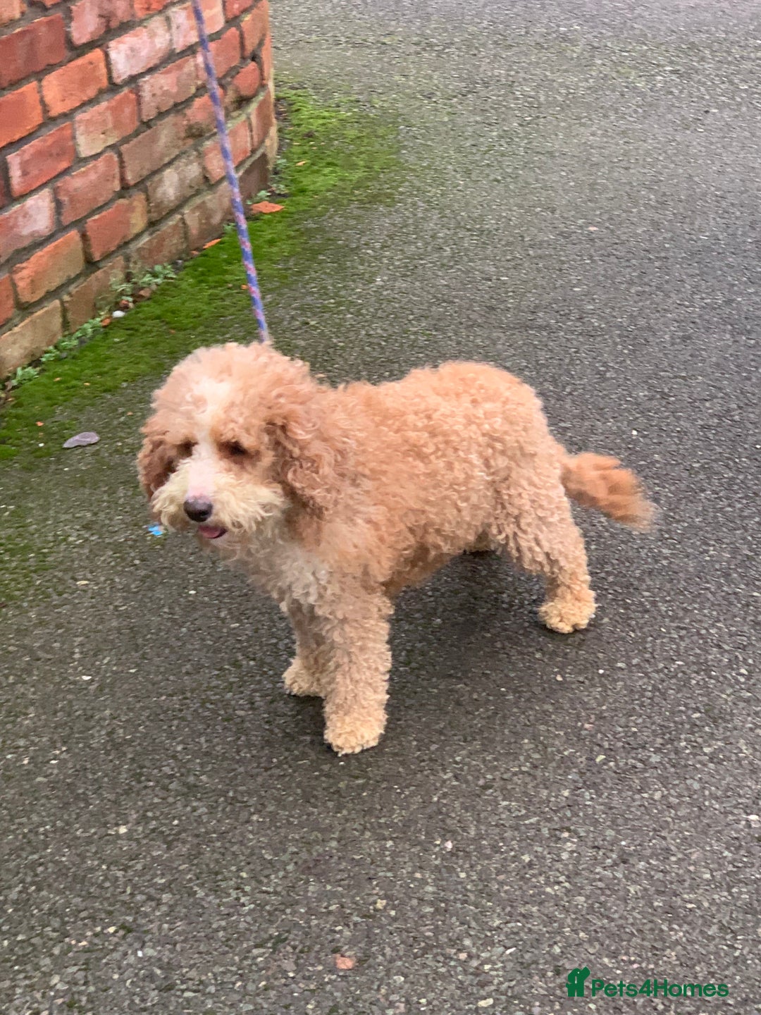 Australian Labradoodle dogs for sale: Stunning red/white spiral coat young adult bitch - Advert 2