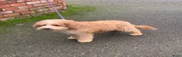 Australian Labradoodle dogs for sale: Stunning red/white spiral coat young adult bitch - Advert 2