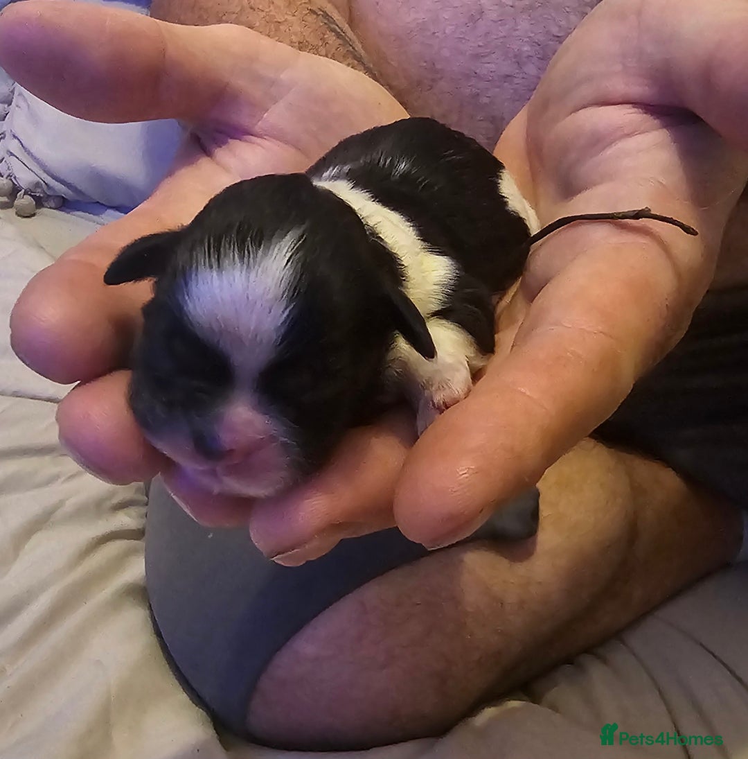 Shih Tzu dogs for sale: Shih tzu puppy for sale  - Image 8