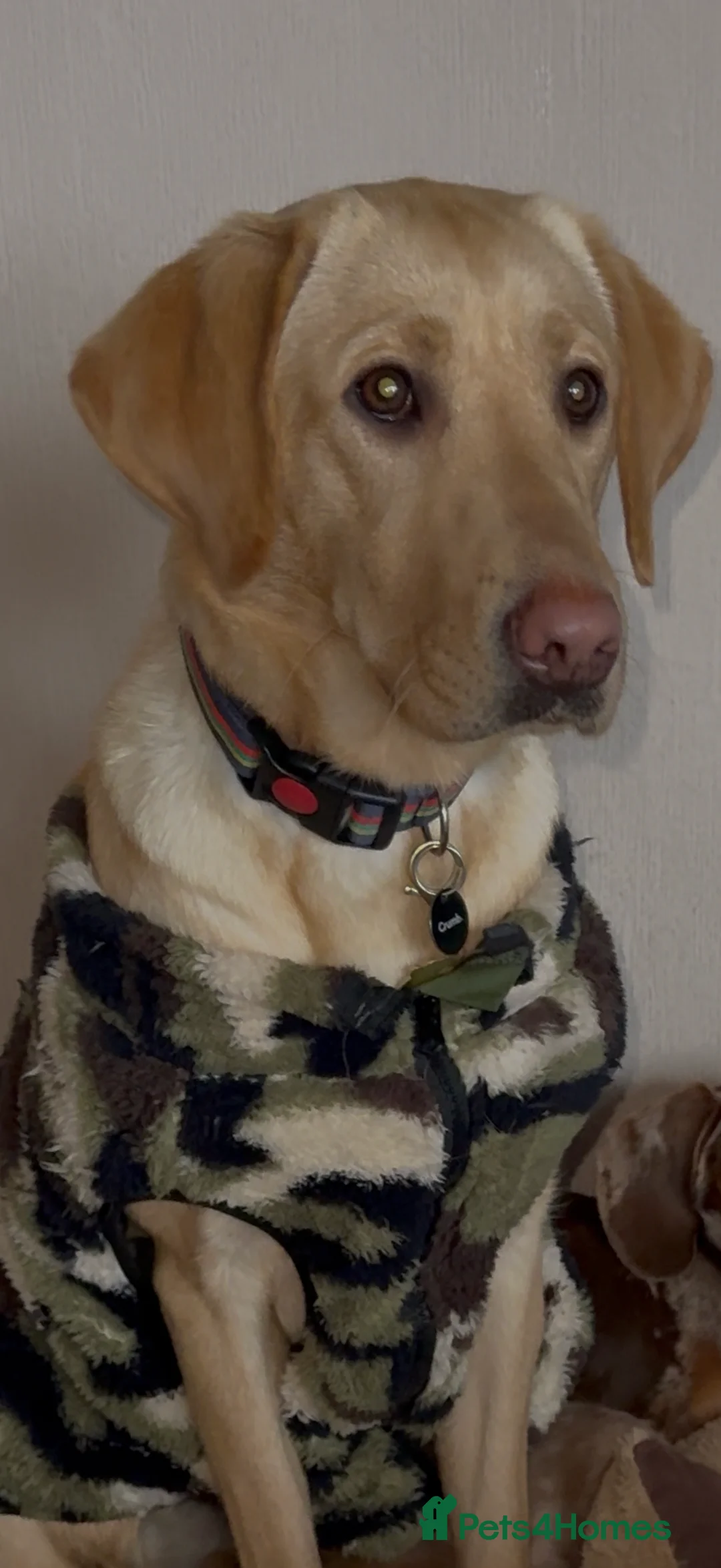 Labrador Retriever dogs for sale: 14 month Rosey  - Advert 2