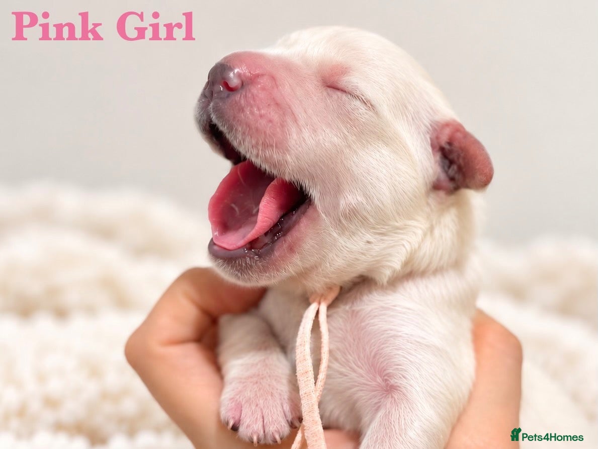 Golden Retriever dogs KC Champion line puppies from DNA tested parents  - Advert 1