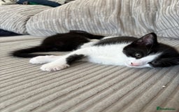 Mixed Breed cats for sale: Kittens for sale  - Image 12