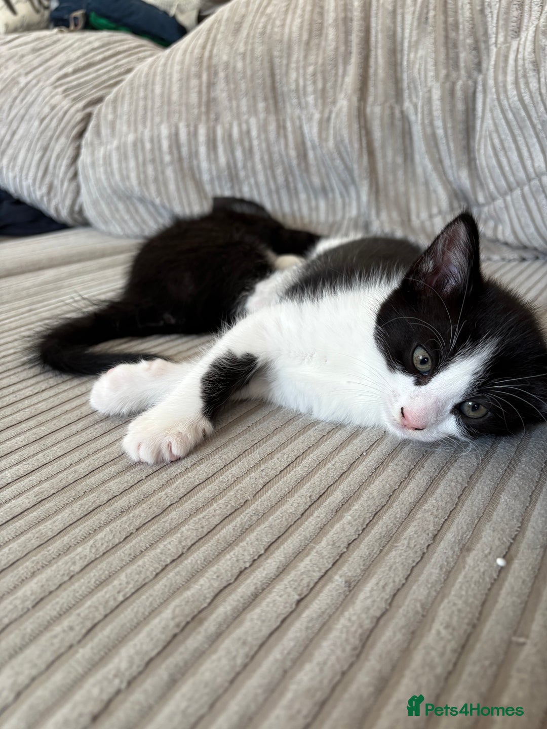 Mixed Breed cats for sale: Kittens for sale  - Image 12