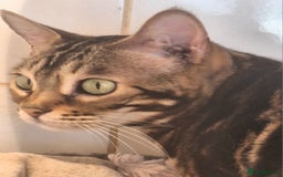 Bengal cats for sale: SBT Tica Bengal April retired April Choc Marble - Advert 1