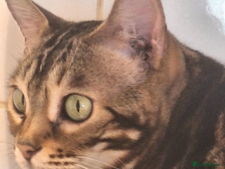 Bengal cats SBT Tica Bengal April retired April Choc Marble - Advert 14