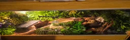 Python Snake reptiles for sale: Pastel Cypress Freeway (yellowbelly and asphalt)  - Advert 3