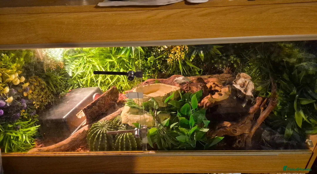 Python Snake reptiles for sale: Pastel Cypress Freeway (yellowbelly and asphalt)  - Advert 3