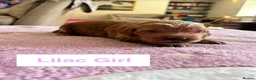Goldendoodle dogs for sale: Outstanding F1 Standard GoldenDoodles - Advert 14