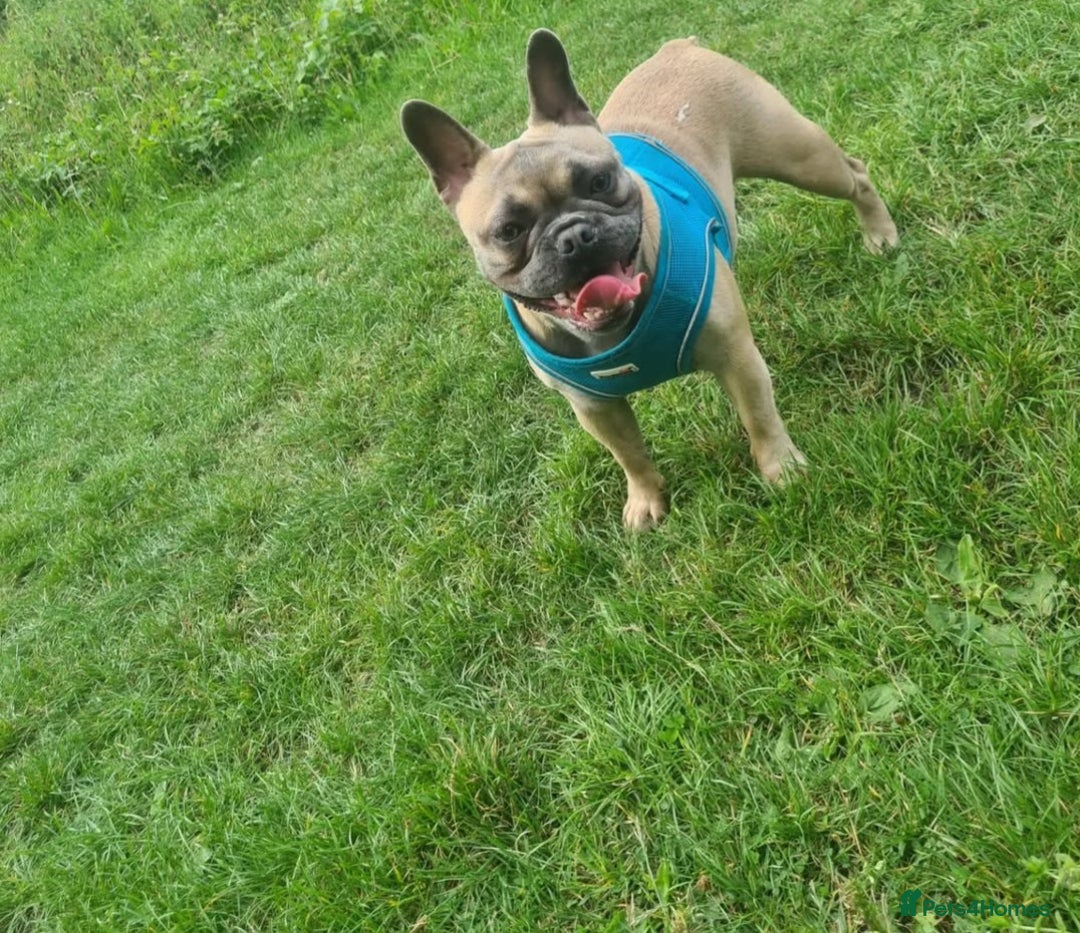French Bulldog dogs for sale: Quality french bulldogs available to leave 🐾 - Image 29