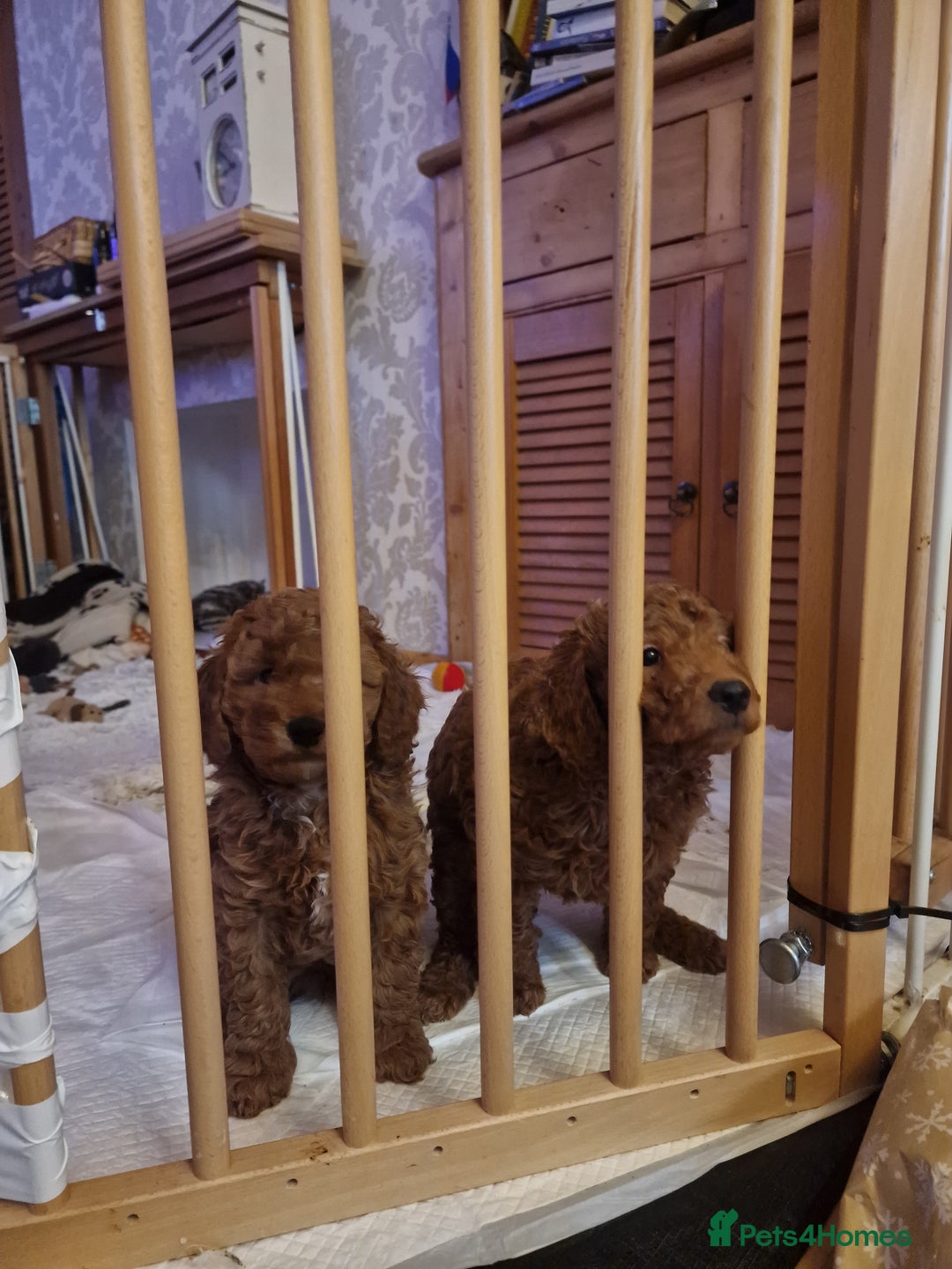 Cockapoo dogs for sale: Apricot coloured cockapoo boy - Advert 16