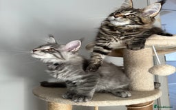 Maine Coon cats for sale: Gorgeous Pure Breed Maine Coon Kittens - Image 12
