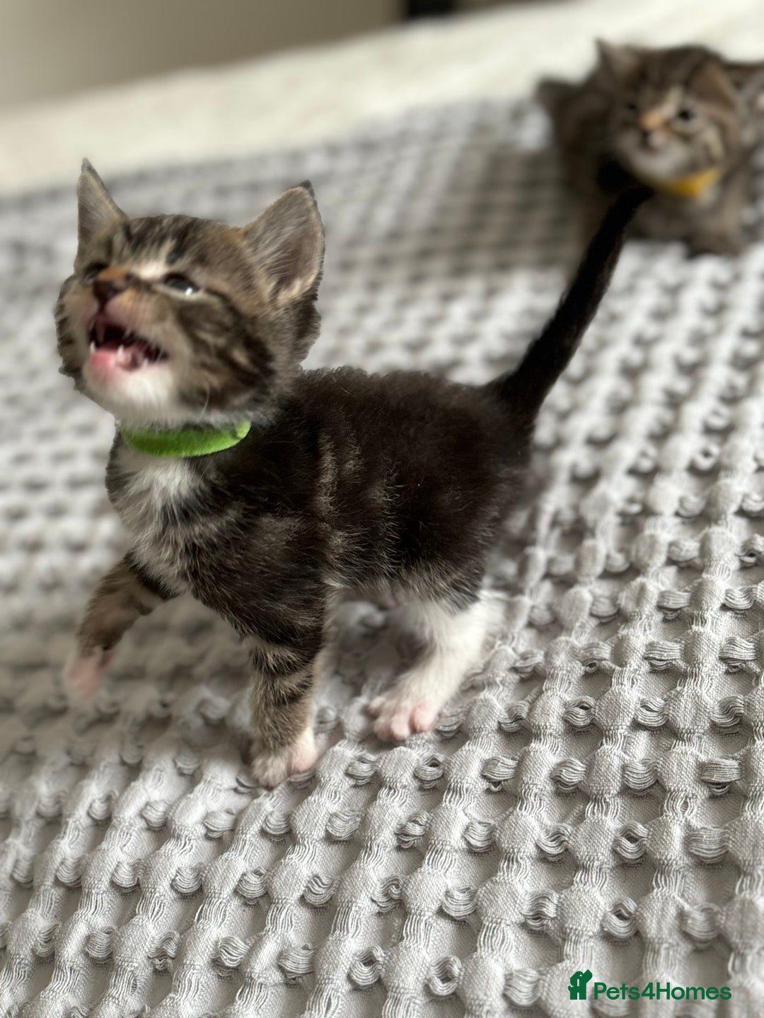 American Shorthair cats for sale: 🌟Adorable kittens now ready 4 forever home🌟 - Image 18