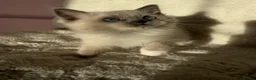 Ragdoll cats for sale: 2x GCCF Ragdoll kittens (male & female) available - Advert 6
