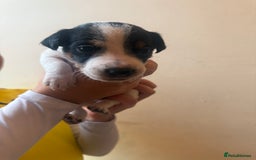 Jack Russell dogs for sale: Beautiful Jack Russell Litter - Image 27
