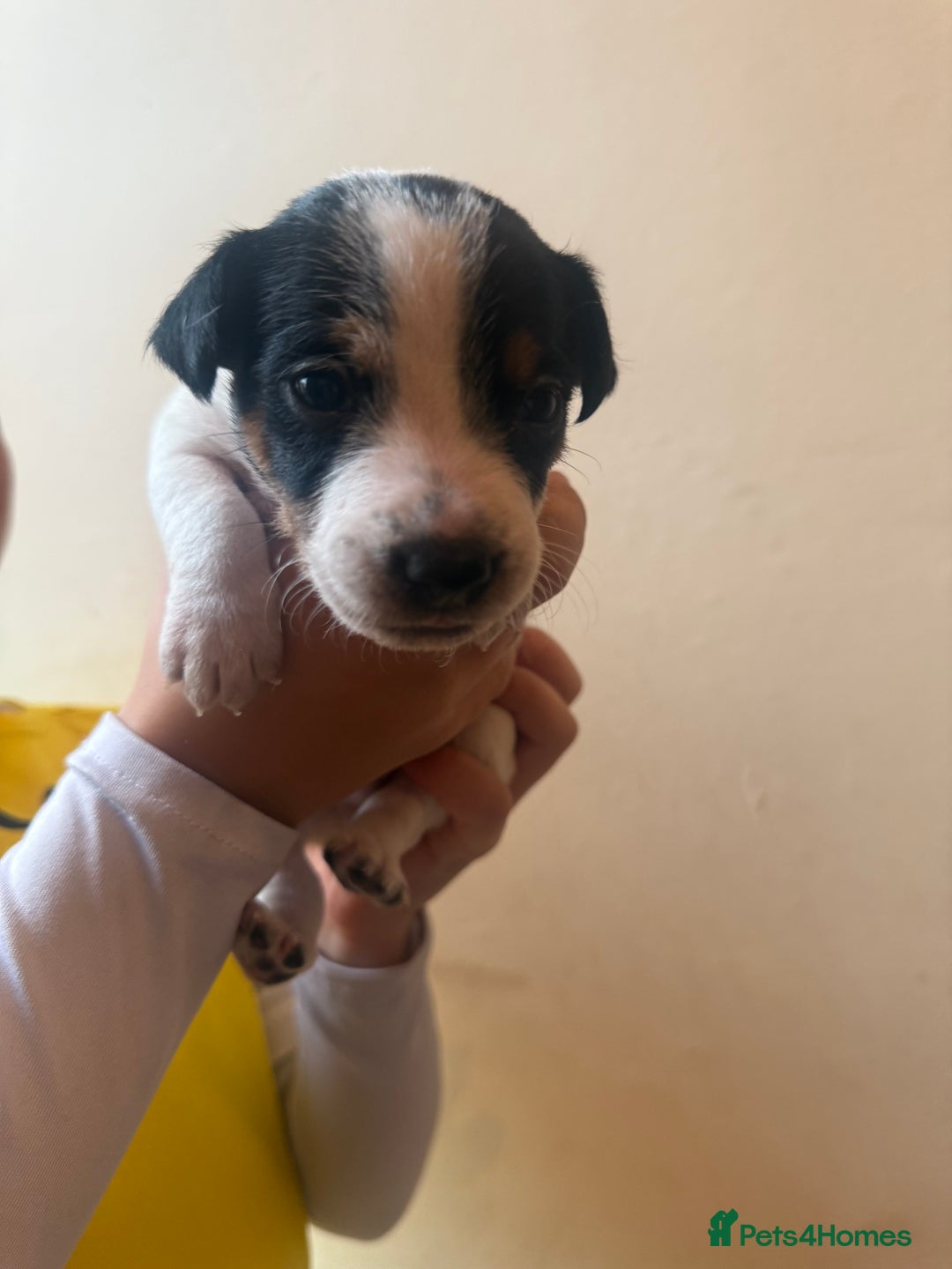 Jack Russell dogs for sale: Beautiful Jack Russell Litter - Image 27