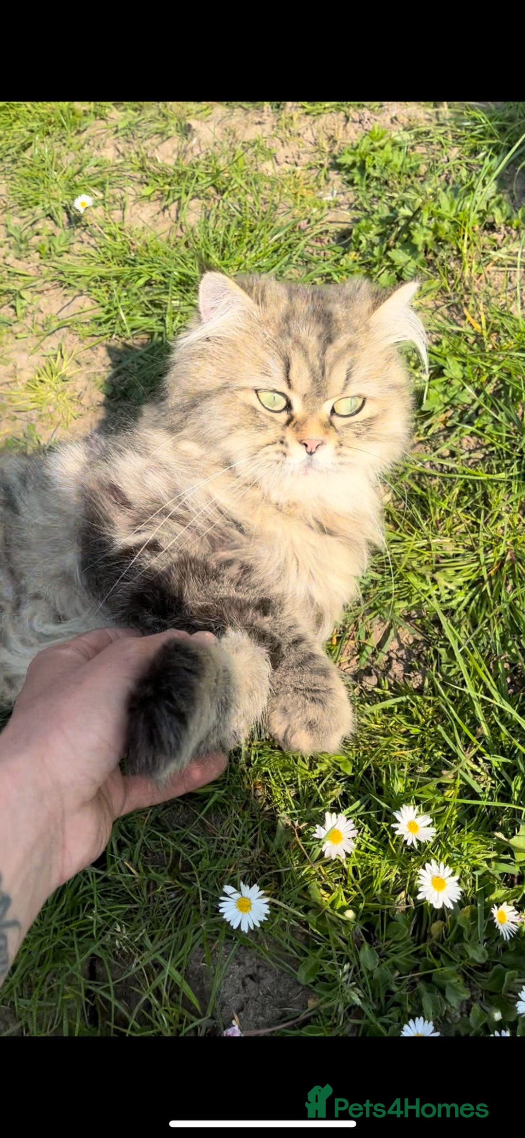 Persian cats for sale: Persian cross kittens  - Image 5