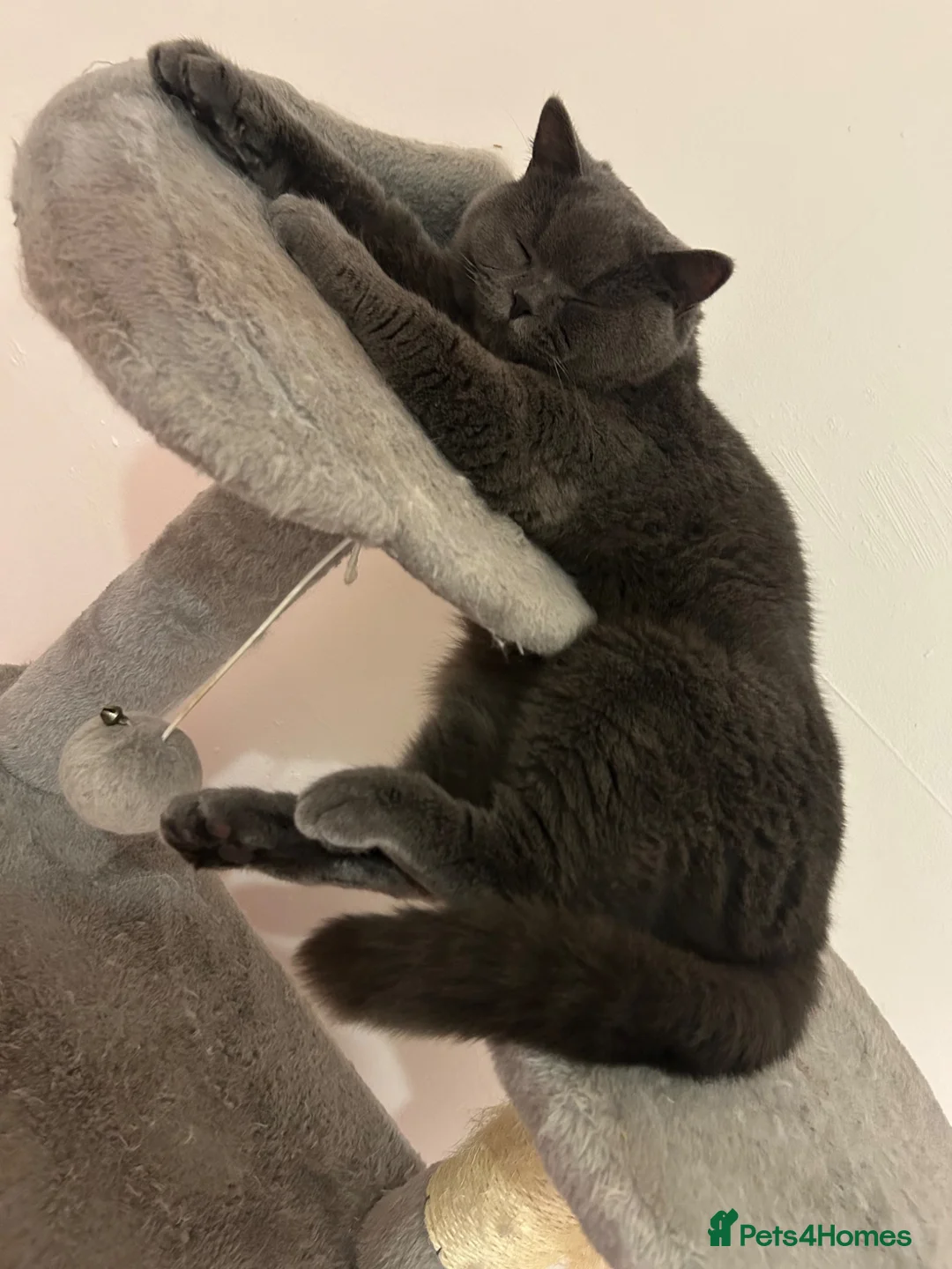 British Shorthair cats for sale: Blue British Shorthair Female  - Advert 7