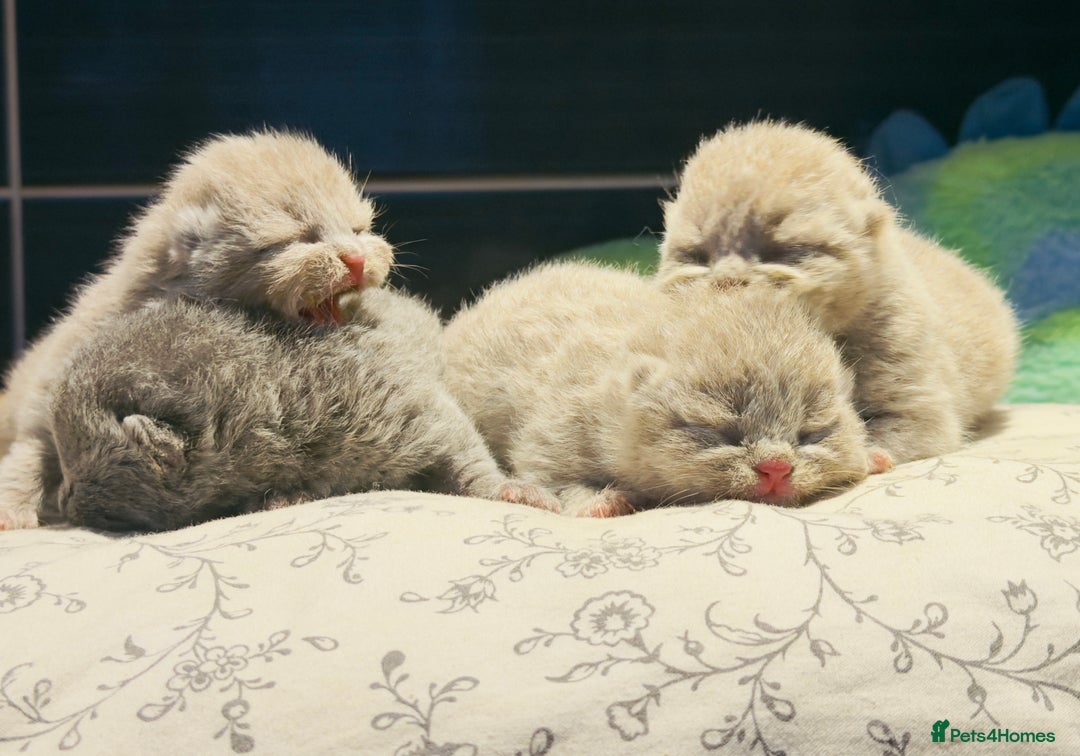 British Shorthair cats for sale: British Shorthair babies 💞💞💞 - Image 2