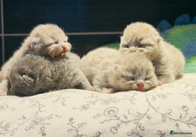British Shorthair cats - Advert 4