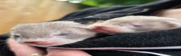 Ferret rodents for sale: Ferret kits ready to leave now - Advert 11