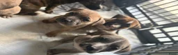 Mixed Breed dogs for sale: Presa x American bulldog puppies - Advert 5
