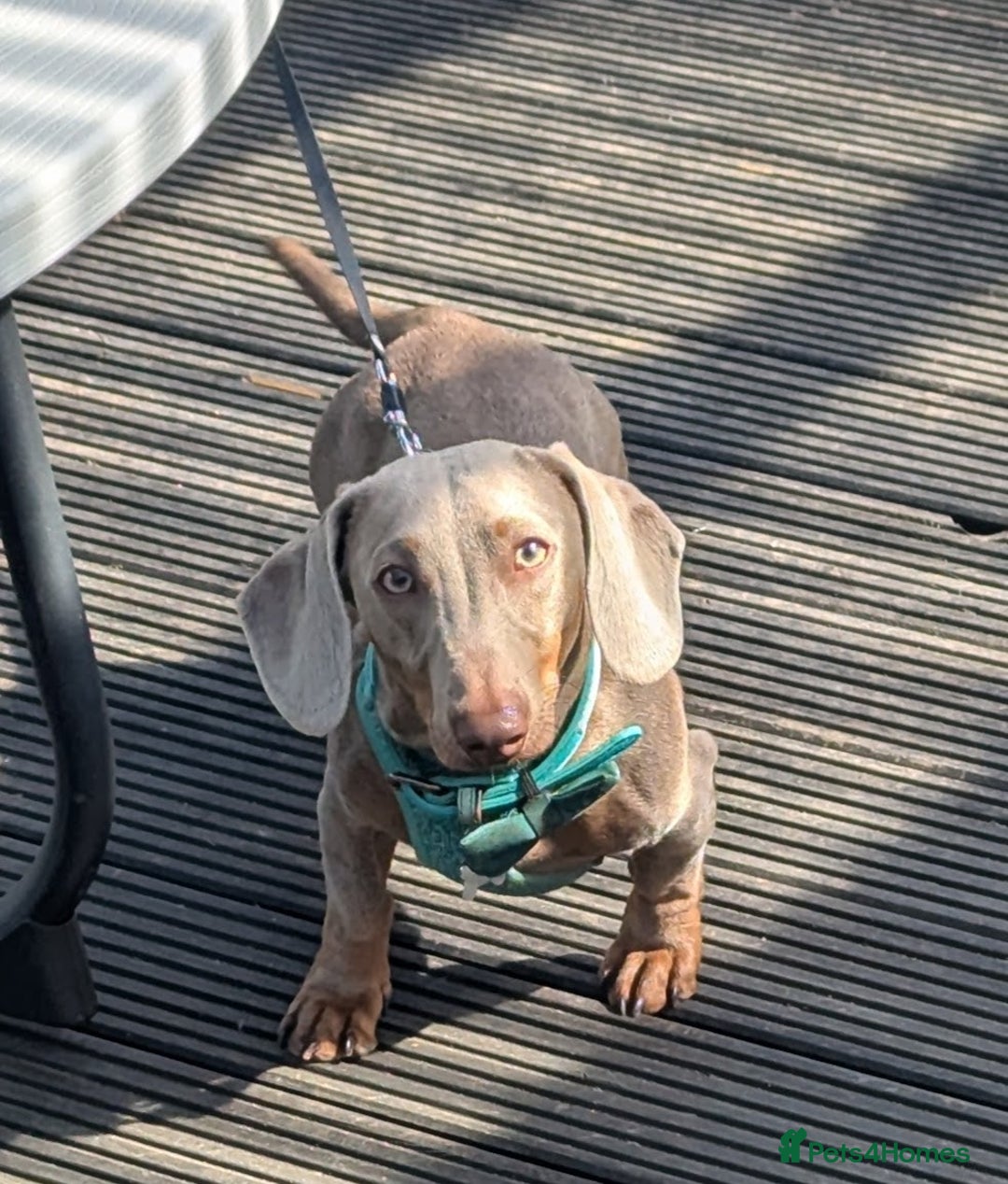 Miniature Dachshund dogs for sale: 1 year old male miniature daschund - Advert 2