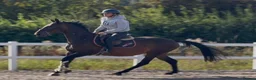 Irish Sports horses for sale: Seriously Talented Prospect  - Advert 6