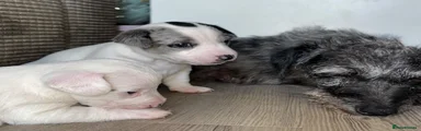 Mixed Breed 2