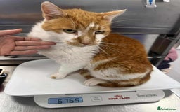 Mixed Breed cats for adoption: King Arthur for adoption - Image 2