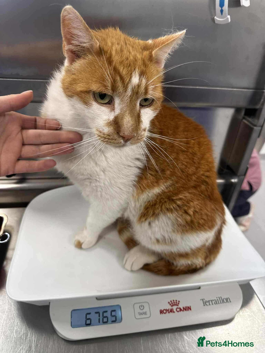 Mixed Breed cats for adoption: King Arthur for adoption - Image 2