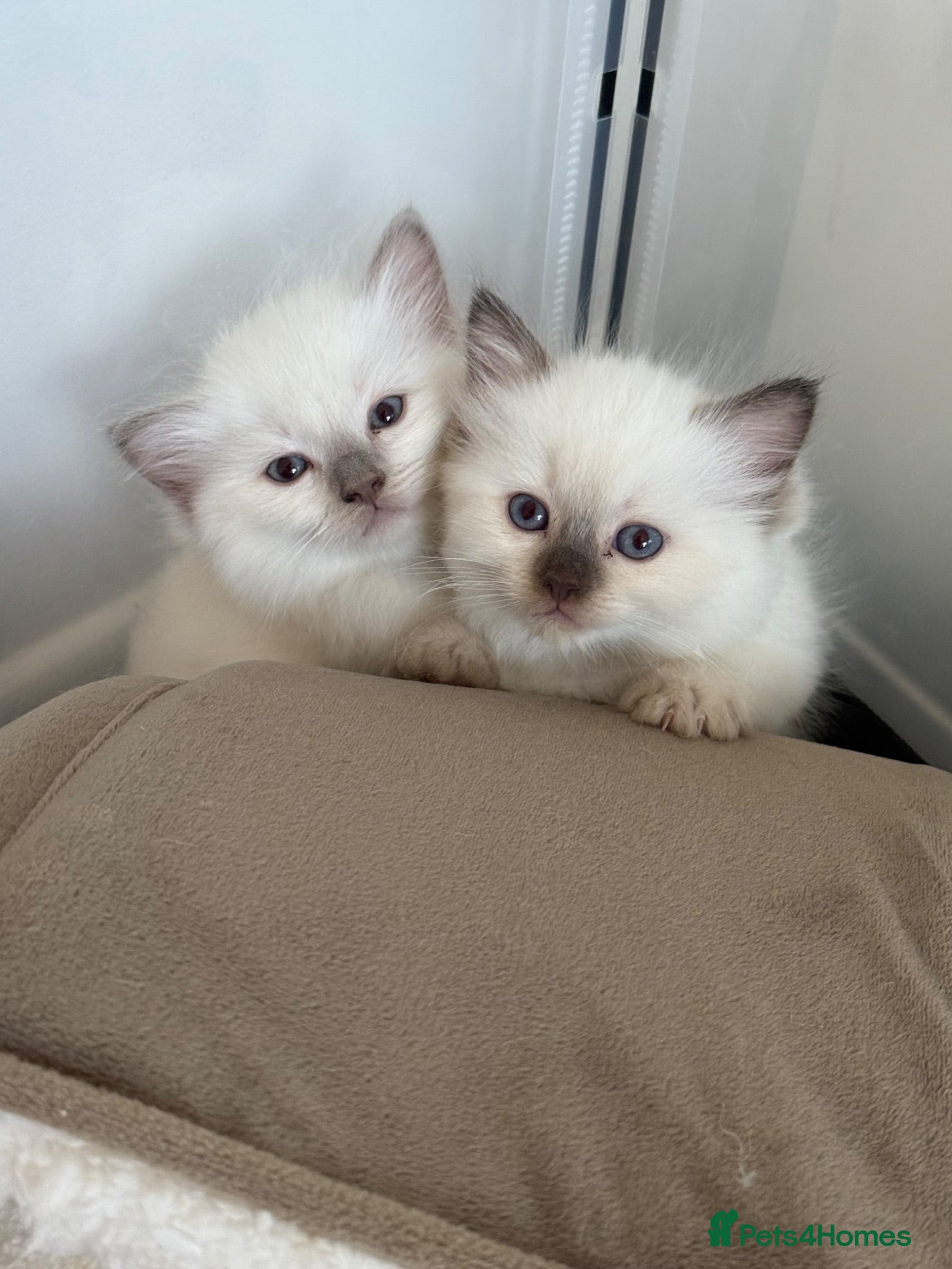 Ragdoll cats ✨ Beautiful Ragdoll Kittens ✨  - Advert 1
