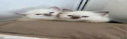 Ragdoll cats for sale: LAST KITTEN LEFT! Beautiful Ragdoll Kittens  - Advert 1